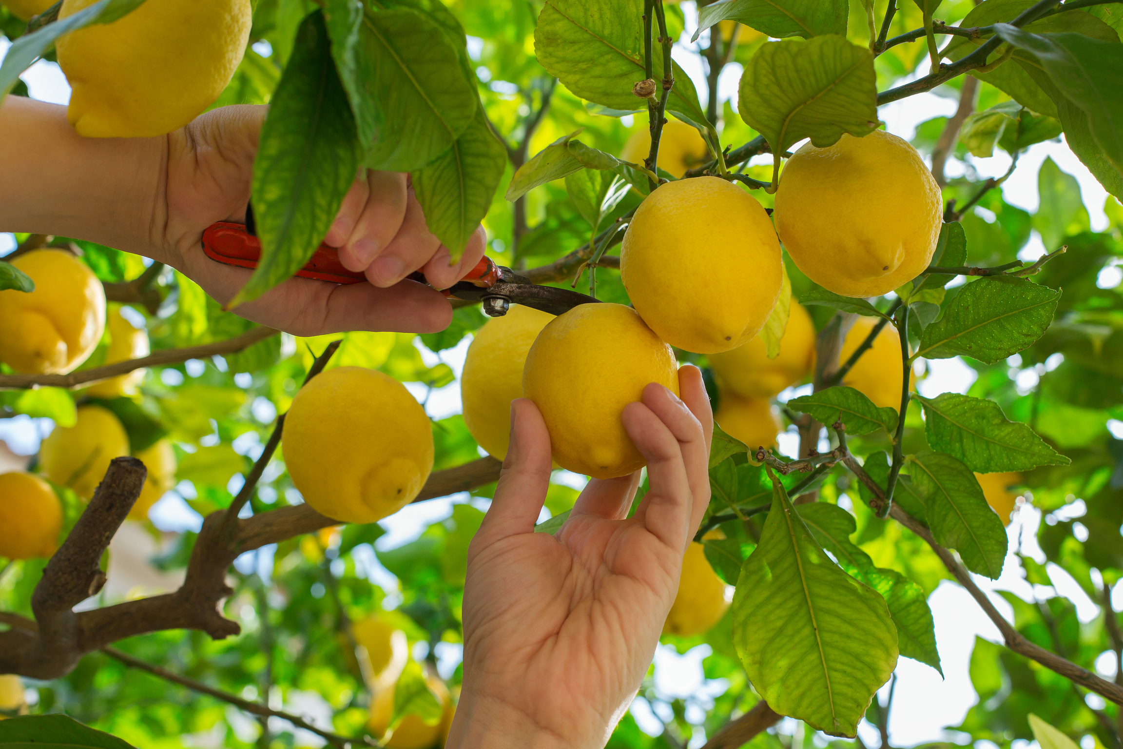  Lemon Picking at the Orchard